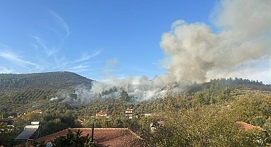 Muğla'da orman yangını