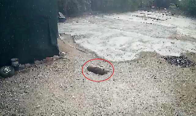 Otoparkta yatan köpeğini aracıyla ezen komşusundan şikayetçi oldu