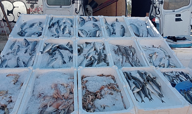 Palamut Fiyatları Artışa Geçti