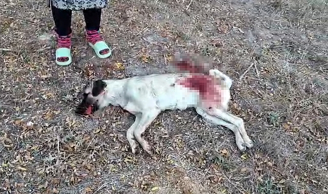 Tüfekle komşusunun beslediği yavru köpeği öldürdü