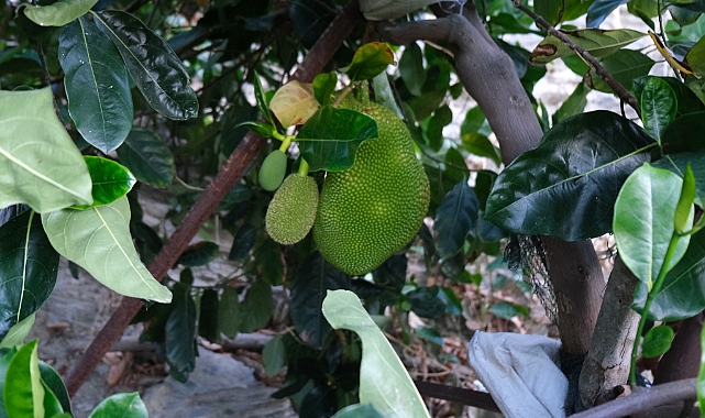 Vietnam'dan getirttiği jackfruit meyvesini Türkiye'de yetiştirmeyi başardı
