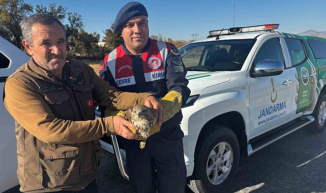 Yaralı boz şahin jandarma tarafından kurtarıldı