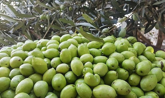 Zeytin Hasadı Başladı: Evde Yeşil Zeytin Yapımı