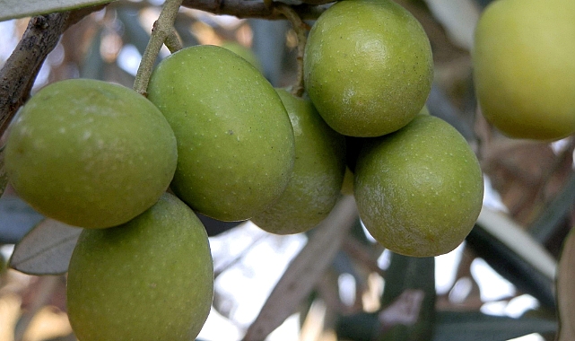 Zeytin Üretimi Arttı Mı! Zeytinyağı Fiyatları Ne Kadar