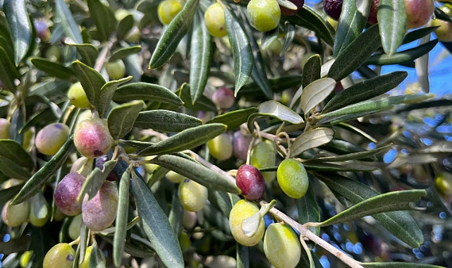 Zeytinpark’ta Zeytin Kurma Atölyesi Düzenleniyor