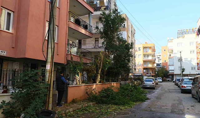 Ağaç budarken bütün mahallenin elektriğini kesti