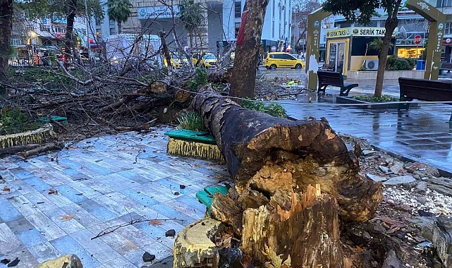 Antalya'da aşırı yağış ve fırtına asırlık çınar ağacını devirdi