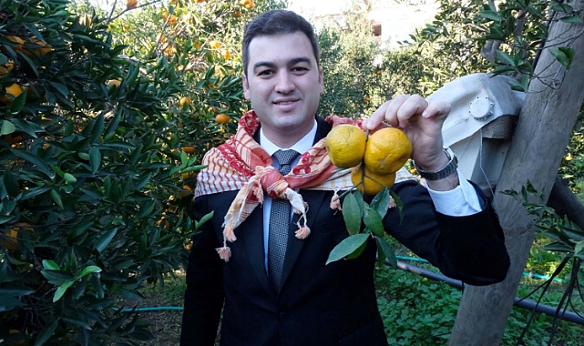 Başkan Mandalinci, Bodrum mandalinası hasadına katıldı