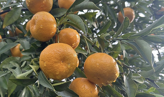 Bodrum'un coğrafi işaretli mandalinası bahçede 10, pazarda 50 liraya satılıyor