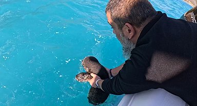 Fırtına mağduru yavru fok, el birliğiyle annesine kavuştu
