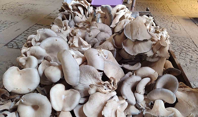 İstiridye mantarı geçim kaynağı oldu