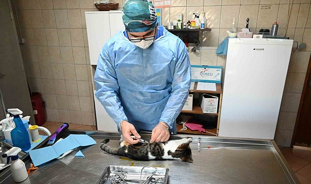 Kemer'de Kasım ayında 200 hayvan kısırlaştırıldı