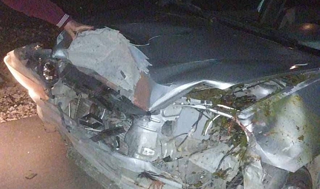 Mersin'de trafik kazası 4 hayvan telef oldu