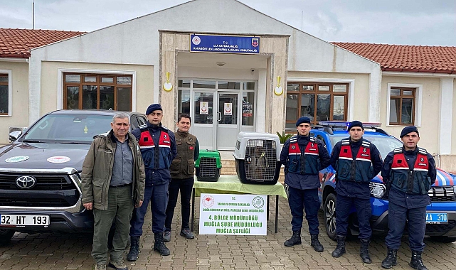 Muğla'da beslenmesi yasak 2 maymun ele geçirildi