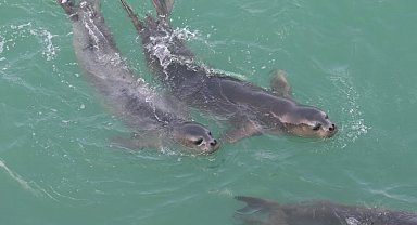 Nesli tehlike altındaki Akdeniz foklarının sayısı 900'e yükseldi