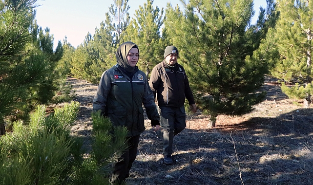 Ormanda, 'yılbaşı ağacı' nöbeti
