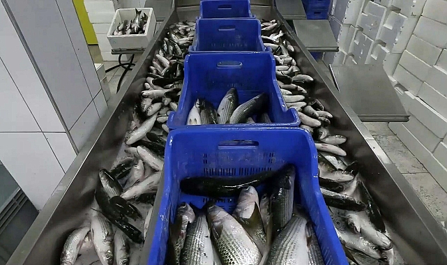 Ortaca'dan 250 bin ton kefal ihracatı