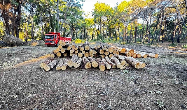 Sorgun Çamlığı&#039;nda yanan ağaçlar kesildi