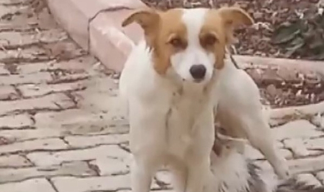 Yavru kediyi 'Çiko' isimli depremzede köpek emziriyor
