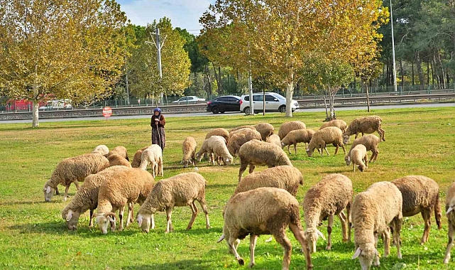 "Yükselen yem fiyatları zorluyor"