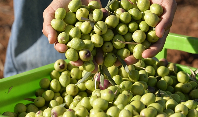 204 milyon ağaçtan 3,6 milyon ton zeytin