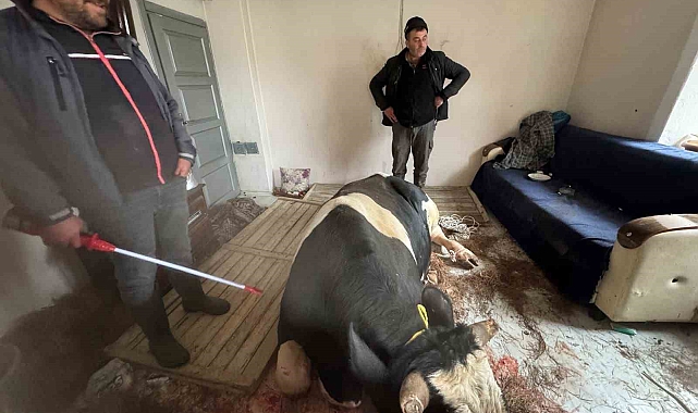 450 kiloluk tosun kahvaltı yapan çocukların bulunduğu salona daldı