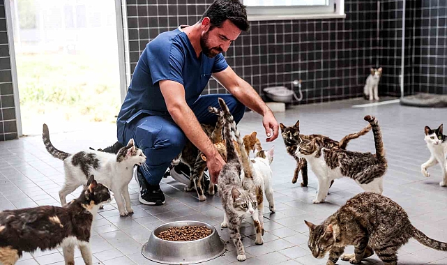 5 bin 923 sokak hayvanı kısırlaştırıldı