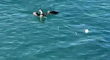 Amatör balıkçının oltasına martı takıldı: İlginç anlar kamerada