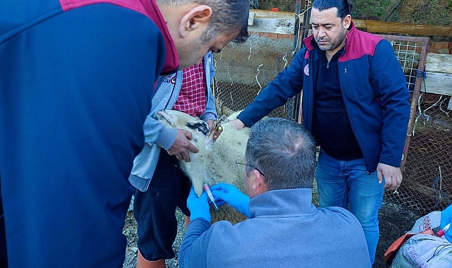 Anormal Doğum Yapan Kuzularda Akabane Hastalığı Tespit Edildi