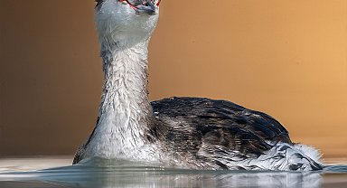 Antalya'da kuş gözlem turizmi