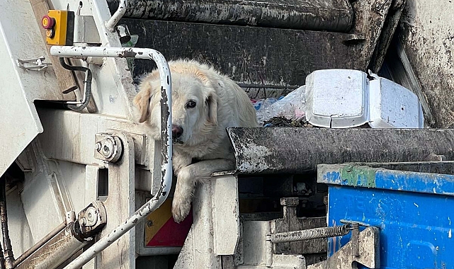 Bodrum'da çöpte bulunan 'Bambi Pamuk' 24 gün sonra öldü