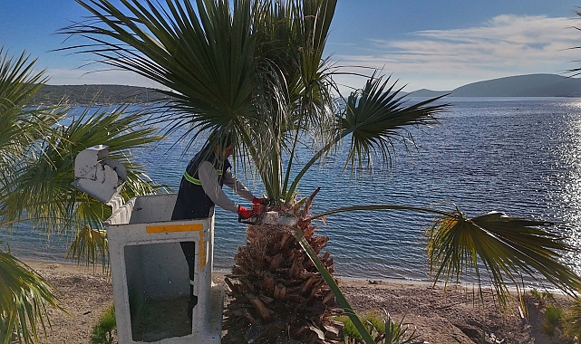 Bodrum'da palmiyeler budanıyor