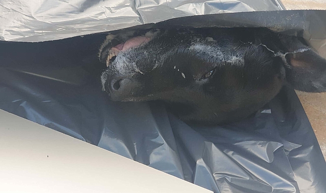 Bodrum'da zehirlendiği ileri sürülen 4 köpek öldü