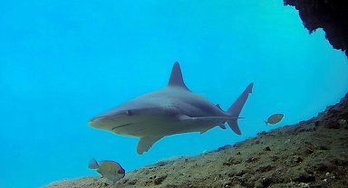 Boncuk Koyu, üremek için gelen kum köpek balıklarına ev sahipliği yapıyor