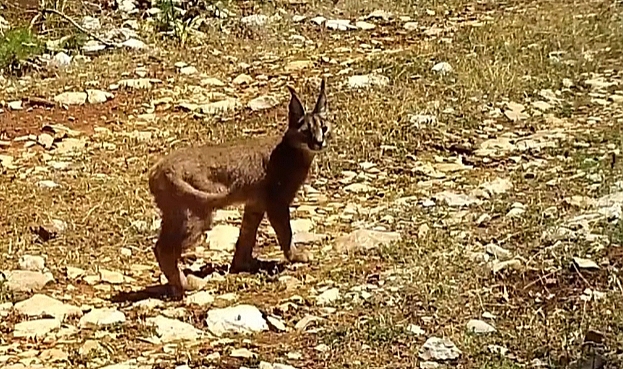 Burdur'da Nesli Tehlike Altındaki Karakulaklar Fotokapanlara Yansıdı