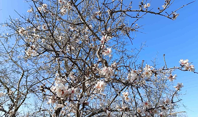Gazipaşa'da badem ağaçları "yalancı bahar"a aldandı