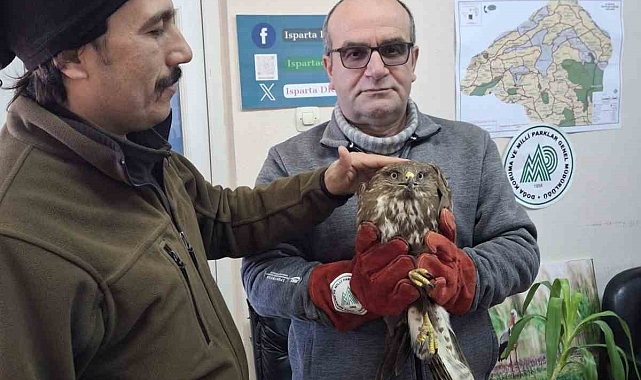 Kovada Gölü'nde yaralı bulunan şahinler tedavi altına alındı