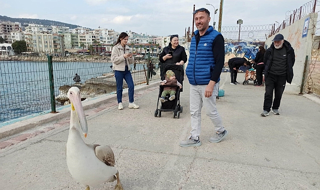 Silifke Sahillerinde Dolaşan Pelikan İnsanların Maskotu Oldu