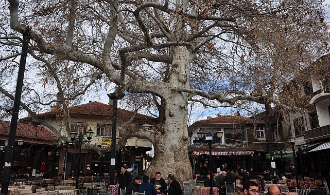 Yalvaç'ın 825 yıllık çınar ağacı tarihe köklü bir tanıklık yapıyor