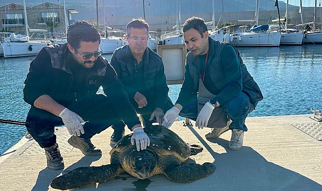 Yaralı caretta caretta, tedaviye alındı