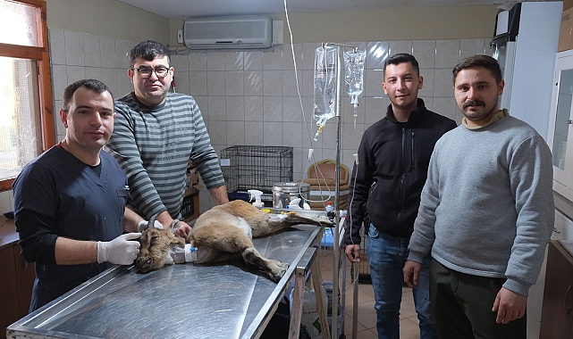 Yaralı dağ keçisi tedaviye alındı
