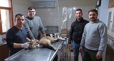 Yaralı dağ keçisi tedaviye alındı