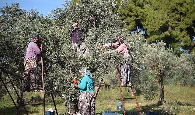 Zeytin ağacı kurak yazda strese girdi