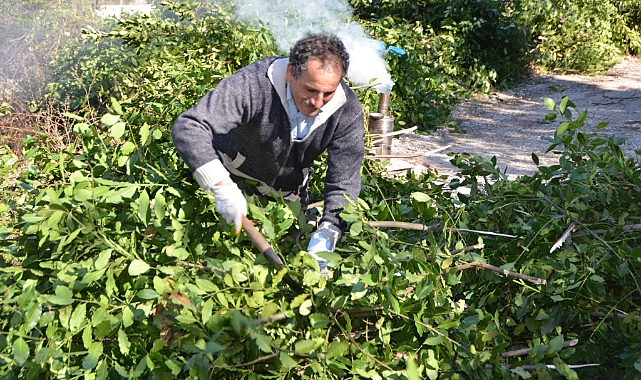 Antalya'dan Tüm Dünyaya İhraç Ediliyor: 300 Ton Defne Yaprağı Hasadı Yapıldı