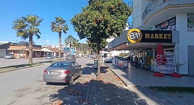 Antalya'da şiddetli fırtına turunçları dallarından koparıp yola savurdu