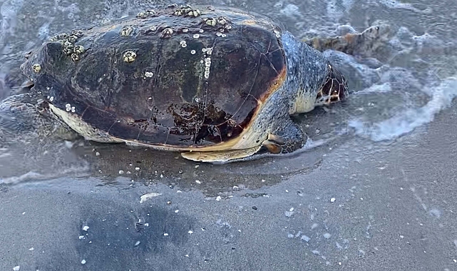 Bodrum sahilinde ölü caretta caretta bulundu