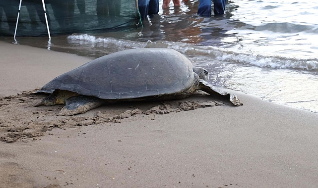 Caretta caretta 'Lansinoh'un rotasını 18 bin kişi görüntüledi