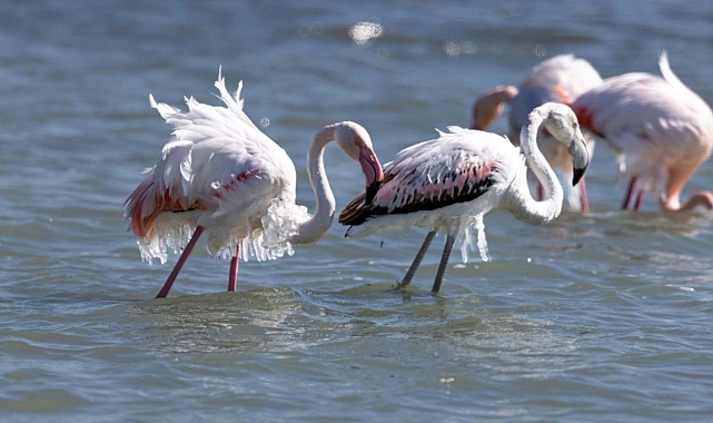 Eğirdir Gölü'nde kışlayan flamingoların vücutlarında buz sarkıtları oluştu