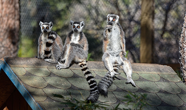 Lemurların Kış Rutini, Güneşi Selamlamak