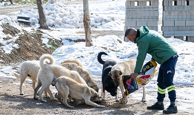 Mersin'de Yılkı Atları İçin Doğaya Yem Bırakıldı